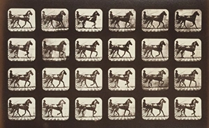 Horses Gallery: Horses. Trotting