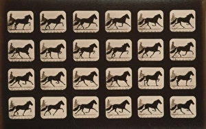<b class=qtipBold><figcaption>Horses. Trotting</figcaption></b><br><br><em>© Mary Evans / Library of Congress</em> Horses. Trotting