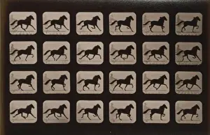 Horses. Trotting