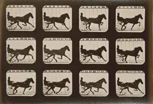 Horses. Trotting