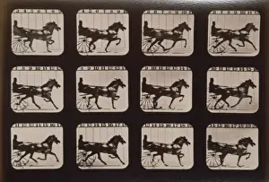 Horses. Trotting