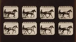 Horses. Trotting