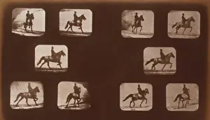Horses. Trotting