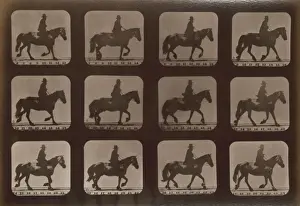 Horses. Trotting