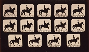<b class=qtipBold><figcaption>Horses. Trotting</figcaption></b><br>Horses. Trotting. Photograph shows fourteen consecutive images of a man riding a horse named Mohawk. Date c1881. Horses. Trotting. Photograph shows fourteen consecutive images of a man riding a horse named Mohawk. Date c1881. Date:<br><em>© Mary Evans / Library of Congress</em> Horses. Trotting