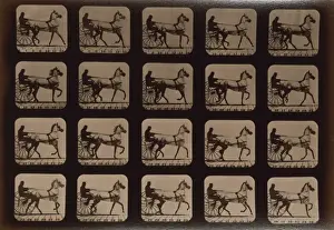 Horses. Trotting