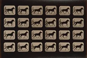 Trotting Prints: Horses. Trotting change to running