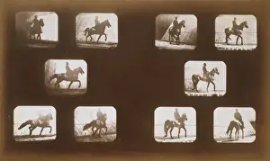 Trotting Prints: Horses. Trotting - Horses. Walking