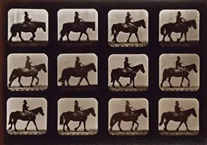 Horses. Walking