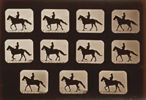 Horses. Walking