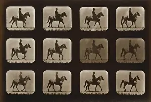 Horses. Walking