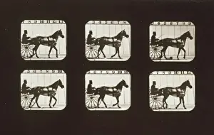 Horses. Walking