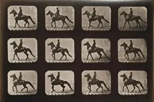 Trotting Prints: Horses. Walking, change to trotting