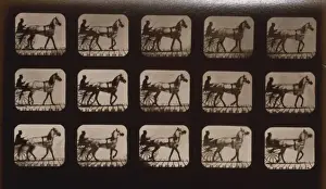 Horses. Walking change to trotting