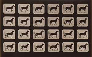 Horses Gallery: Horses. Walking change to trotting