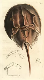 Horseshoe crab, Limulus polyphemus