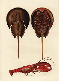 Horseshoe Prints: Horseshoe crab, Limulus polyphemus, and lobster