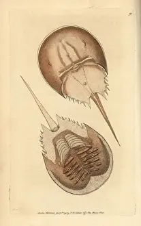 Horseshoe Prints: Horseshoe crab, Limulus polyphemus Near threatened