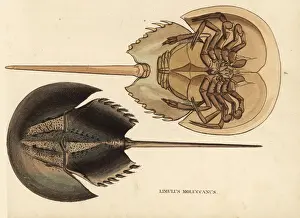 Georg Prints: Horseshoe crab, Tachypleus gigas