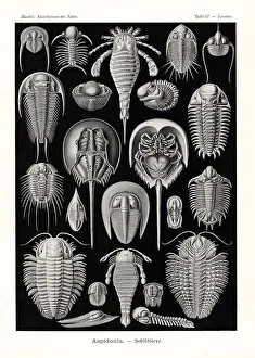Horseshoe crabs, extinct sea scorpions and trilobites Horseshoe crabs, extinct sea scorpions and trilobites