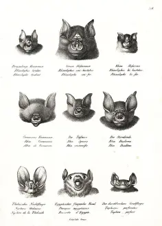 Lesser Prints: Horseshoe and Egyptian bat heads
