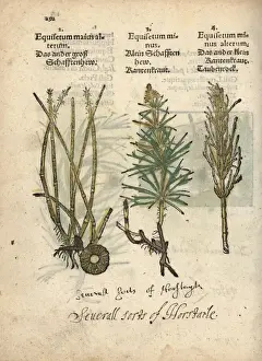 Equisetum Prints: Horsetail varieties, Equisetum species