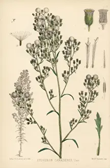 Canadensis Prints: Horseweed, Erigeron canadensis
