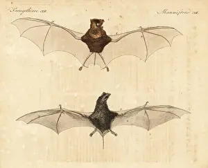 Horsfield Prints: Horsfields leaf-nosed bat and wrinkle-lipped bat