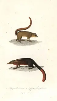 Horsfield Prints: Horsfields treeshrew, Tupaia javanica