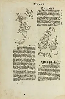 Hortus Sanitatis, Jacob Meidenbach, 1497 edition