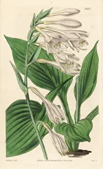 Hosta sieboldii