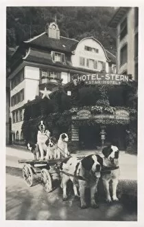 Pension Collection: Hotel Stern with dogs, Fluelen, Uri, Switzerland