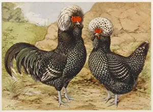 Houdan Cock & Hen