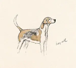 Foxhunt Prints: Hound of the Meynell Hunt, Staffordshire