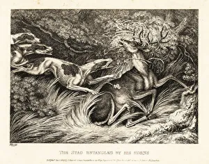 Gay And Phaedrus Prints: Three hounds attack a stag caught by its antlers