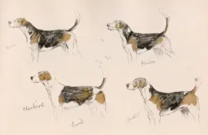 Hound Prints: Four hounds of the Cheshire Hunt