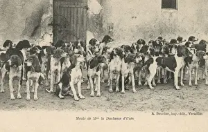 Hound Prints: The Hounds of the Duchess of Uzes