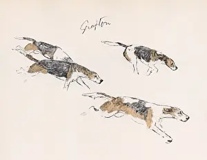 Hound Prints: Hounds of the Grafton Hunt in action