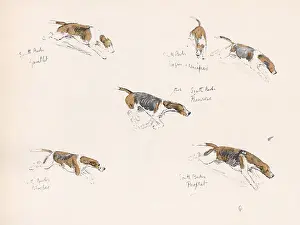Hound Prints: Six hounds of the South Berkshire Hunt