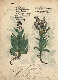 Vulgare Prints: Houndstongue species, Cynoglossum officinale