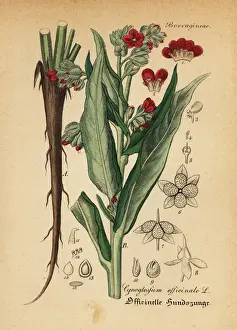 Houndstooth, Cynoglossum officinale