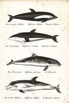 Schinz Collection: Hourglass dolphin, harbour porpoise and short-beaked dolphin