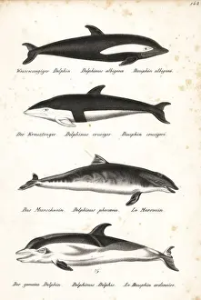 Dolphin Prints: Hourglass dolphin, harbour porpoise and short-beaked dolphin