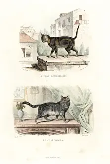 Edouardtravies Prints: House cat and Turkish Angora cat