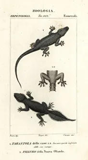House gecko and broad-tailed gecko House gecko and broad-tailed gecko