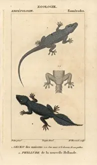Hippolyte Prints: House gecko, Hemidactylus frenatus, and broad-tailed