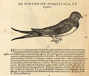 House martin, Delichon urbicum