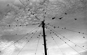 Images Dated 30th October 2019: House martins gather around a telephone pole before emigrati