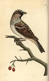 House sparrow, Passer domestica