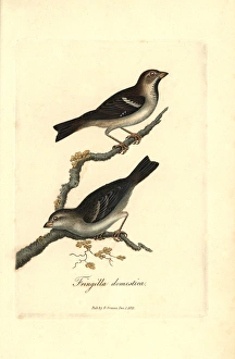 Sparrow Gallery: House sparrow, Passer domesticus